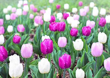 Pink White Lilac Tulips