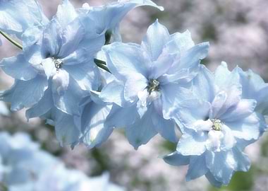 Blue Spring Blossom