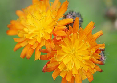 Yellow and Orange Flowers