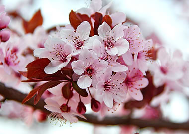 Wine Pink Spring Blossom