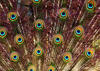 Beautiful peacock portrait