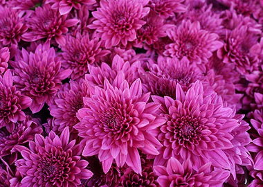 Purple Chrysanthemums