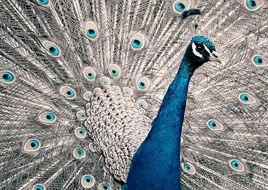 Peacock color poster