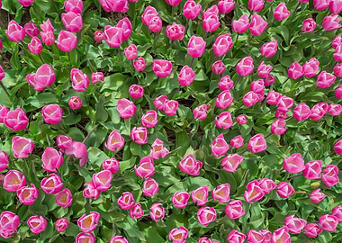 Little Pink Tulips