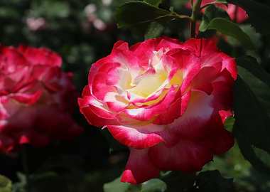 Elegant Red Cream Rose
