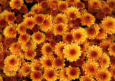 Orange Chrysanthemums