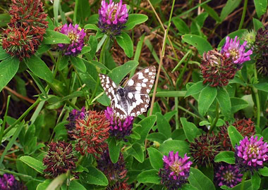 Butterfly on clover