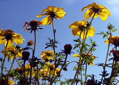 Summer Sky Flowers 1