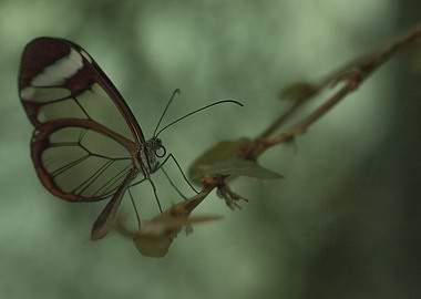 Pure beauty of Nature