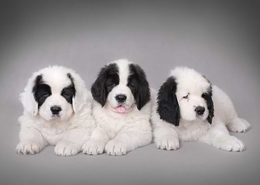 Three Landseer puppies