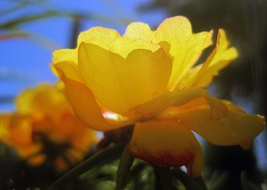 Midnight Garden Flower