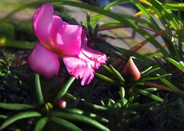 Pink Summer Flower 2