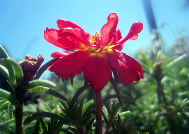 Red Summer Flower 1