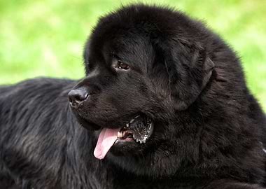 Newfoundland dog portrait