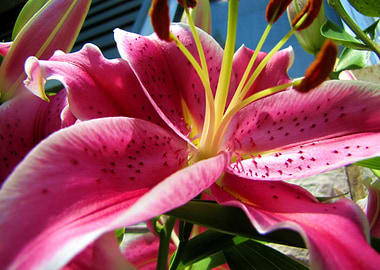Stargazer Lily