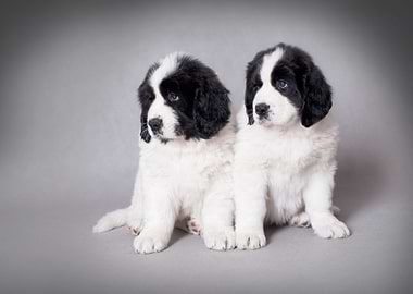 Two Landseer puppies