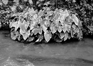 Taro plants