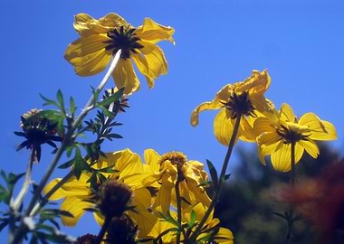 Summer Sky Flowers 3