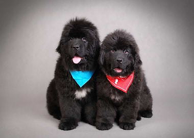Two Newfoundland puppies