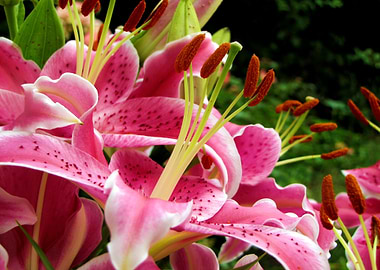 Stargazer Lily