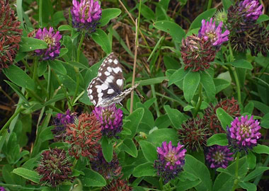 Butterfly in spring
