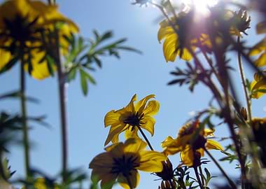 Summer Sky Flowers 7