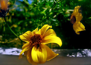 Summer Balcony Flowers 1