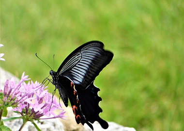 black butterfly