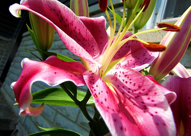 Stargazer Lily