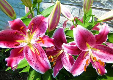 Stargazer Lily