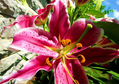 Stargazer Lily