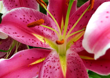 Stargazer Lily