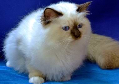 Sophie blue eyed angel