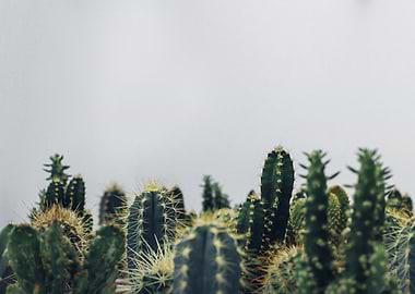 Cacti