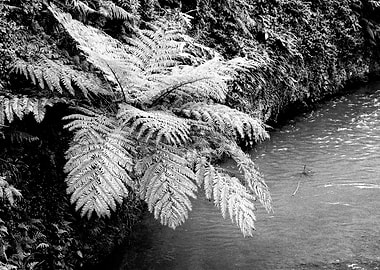 Ferns