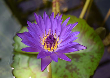 purple flower