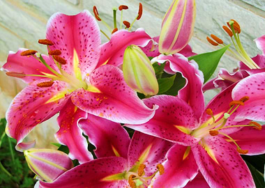Stargazer Lily