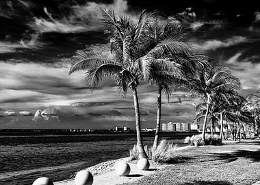 Palm Trees Black n White
