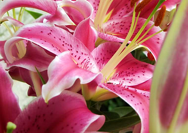 Stargazer Lily