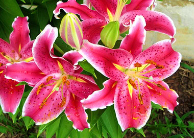 Stargazer Lily