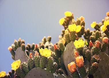 Flowering Cacti