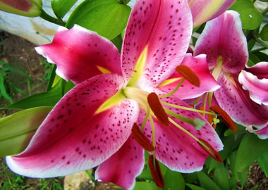 Stargazer Lily