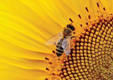 Butterfly Pollination