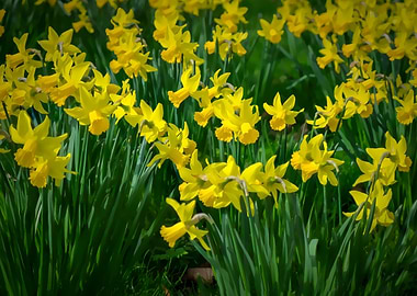 Daffodils in Regents Park
