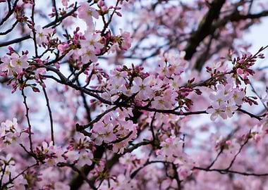 Cherry Blossoms in London