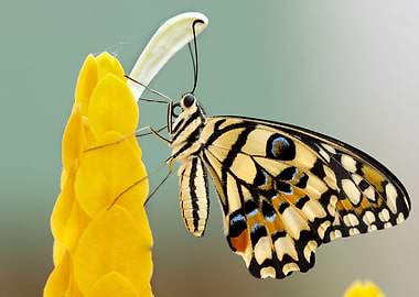 Butterfly Yellow Flower