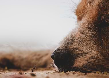 Dog and Ant
