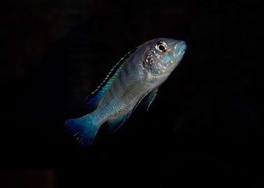 Malawi fish
