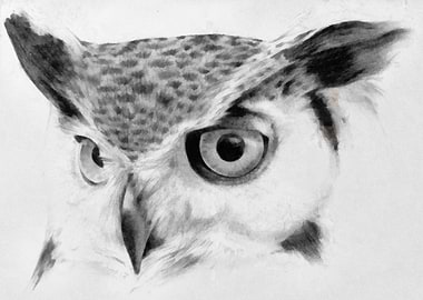 Owl 001