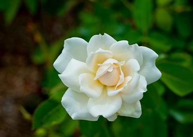 White Rose